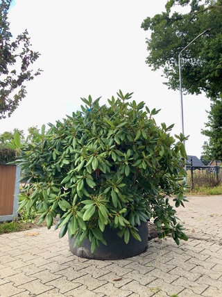 5x Rododendron Rhododendron ‘Roseum Elegans’, Sierheester, Roze bloei,