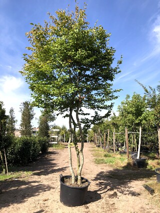 3x Haagbeuk Carpinus betulus, Meerstammig, ca. 4 m hoog