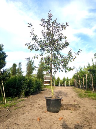 Sierappel Malus ‘Royalty’, Bloesemboom, Dieprode sierappels, ca. 3 m h