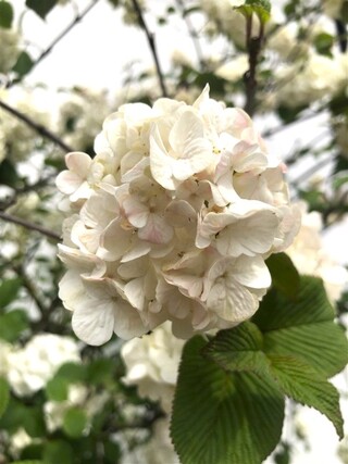 Japanse sneeuwbal Viburnum ‘Grandiflorum’, Meerstammig, Witte bloei, c