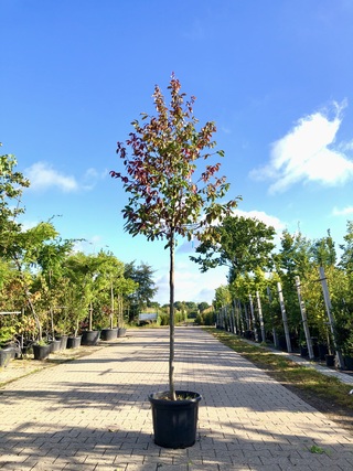 Sycoparrotia semidecidua Loofboom, Rode herfstkleur, ca. 3 m hoog