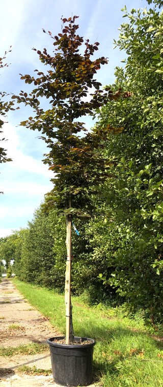 2x Rode beuk Fagus ‘Atropunicea’, Roodbladig, ca. 4 m hoog