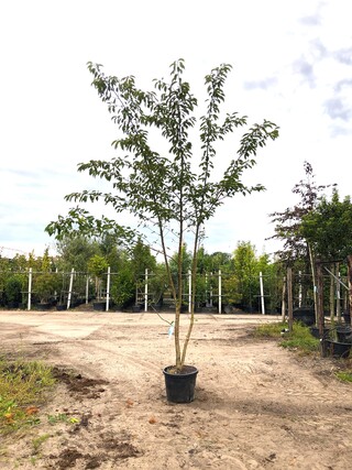 Yoshinokers Prunus yedoensis, Meerstammig, Witte bloesem, ca. 350 cm h