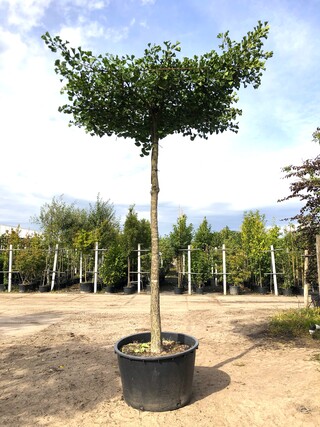 Japanse notenboom Ginkgo biloba, Dakboom, Gele herfstkleur, ca. 250 cm