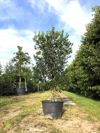 4x Hulst Ilex ‘Limsi’, Solitair, Wintergroen, ca. 250 cm hoog