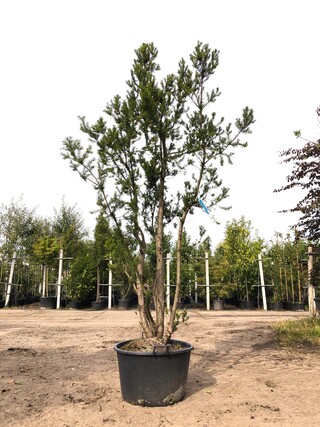 3x Venijnboom Taxus ‘Hicksii’, Meerstammig, Wintergroen, ca. 250 cm ho
