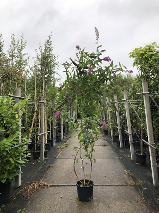 5x Vlinderstruik Buddleja d. ‘Border Beauty’, Sierheester, Roze/paarse