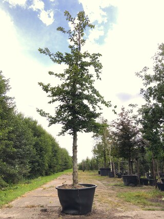 Beuk Fagus sylvatica, ca. 6 m hoog