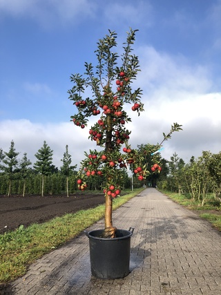 10x Fruitgaardboom Malus ‘Elstar’ en Pyrus ‘Conference’, Fruitgaardboo