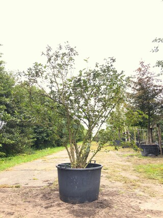 2x Sneeuwbal Viburnum carlcephalum, Meerstammig, Witte bloei, ca. 200