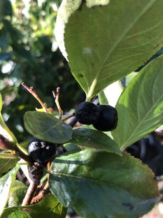 Appelbes Aronia melanocarpa, Fruitstruik, Zwarte bessen, ca. 175 cm