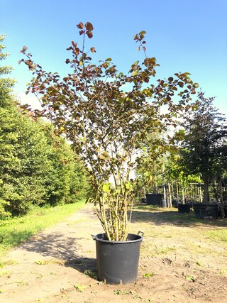 Japanse sneeuwbal Viburnum ‘Grandiflorum’, Meerstammig, Witte bloei, c