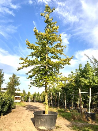 Beuk Fagus sylvatica, ca. 7 m hoog