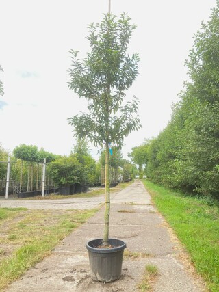 4x Portugese laurier Prunus ‘Angustifolia’, Leigeschikt, Wintergroen,