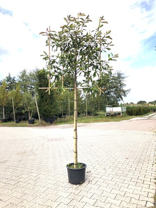 4x Glansmispel Photinia ‘Red Robin’, Leiboom, Wintergroen, ca. 150 cm