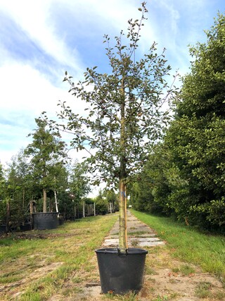 2x Sierappel Malus ‘Royalty’, Bloesemboom, Dieprode sierappels, ca. 3