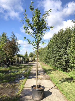 10x Laurierkers Prunus ‘Novita’, Leigeschikt, Wintergroen, ca. 4 m hoo
