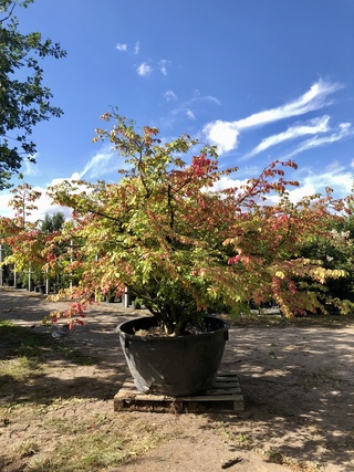 Kardinaalshoed Euonymus ‘Compactus’, Solitair, Rode herfstkleur, ca. 2