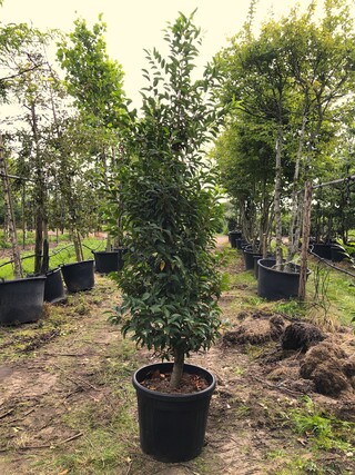 3x Portugese laurier Prunus ‘Angustifolia’, Haagplant, Wintergroen, ca