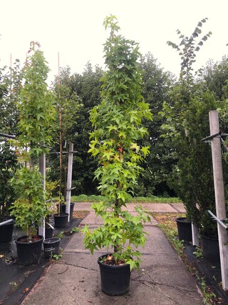 2x Amberboom Liquidambar ‘Slender Silhouette’, Zuilvorm, Herfstverkleu