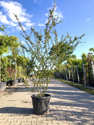 Dwergmispel Cotoneaster simonsii, Meerstammig, Roodoranje bessen, ca.