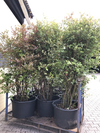 5x Blauwe bes Vaccinium ‘Bluecrop’, Fruitstruik, Vruchtdragend, ca. 20