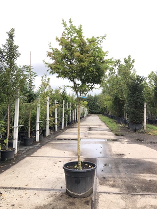 Japanse esdoorn Acer ‘Sangokaku’, Solitair, Geeloranje herfstkleur, ca