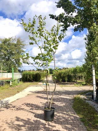4x Japanse berk Betula maximowicziana, Meerstammig, ca. 250 cm hoog