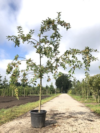 3x Sierappel Malus ‘Red Sentinel’, Bloesemboom, Rode sierappeltjes, ca
