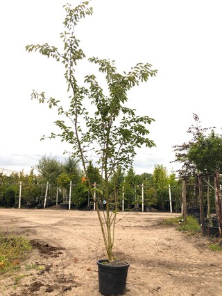 2x Yoshinokers Prunus yedoensis, Meerstammig, Witte bloesem, ca. 300 c
