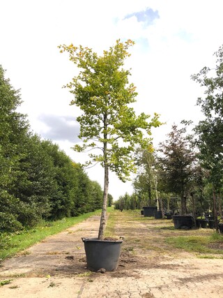 Beuk Fagus sylvatica, ca. 5 m hoog