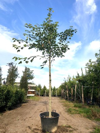 Esdoorn Acer pseudoplatanus, ca. 4 m hoog