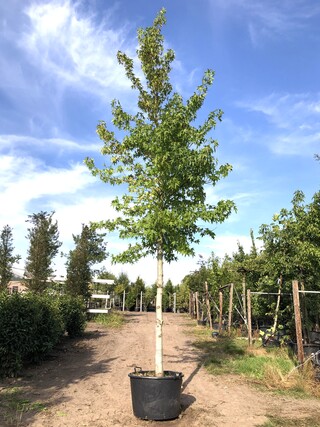 Amberboom Liquidambar ‘Worplesdon’, Herfstverkleuring, ca. 6 m hoog