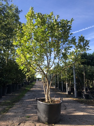 2x Magnolia Magnolia ‘Susan’, Meerstammig, Roze bloei, ca. 250 cm hoog