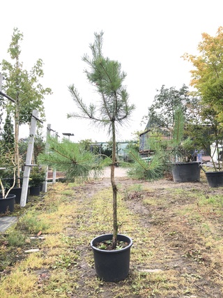5x Grove den Pinus sylvestris, Naaldboom, Wintergroen, ca. 150 cm hoog