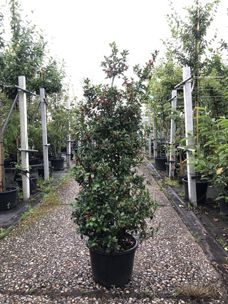 50x Hulst Ilex ‘Blue Maid/Prince’, Haagplant, Wintergroen, ca. 125-150