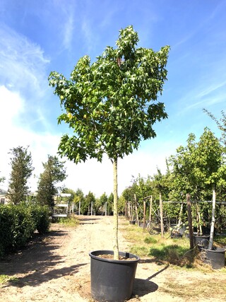Amberboom Liquidambar styraciflua, Herfstverkleuring, ca. 4 m hoog