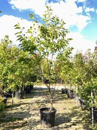 Sneeuwklokjesboom Halesia carolina, Meerstammig, Witte bloei, ca. 200
