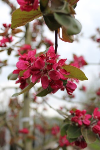 Sierappel Malus ‘Royalty’, Bloesemboom, Dieprode sierappels, ca. 3 m h