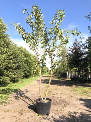 Japanse sierkers Prunus ‘Kanzan’, Meerstammig, Dieproze bloei, ca. 300