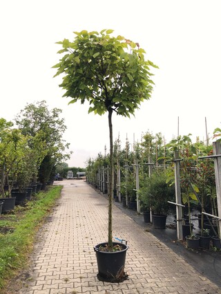4x Trompetboom Catalpa ‘Nana’, Bolboom, ca. 220 cm stamhoogte