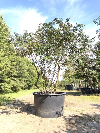 Sneeuwbal Viburnum burkwoodii, Meerstammig, Semi wintergroen, ca. 250
