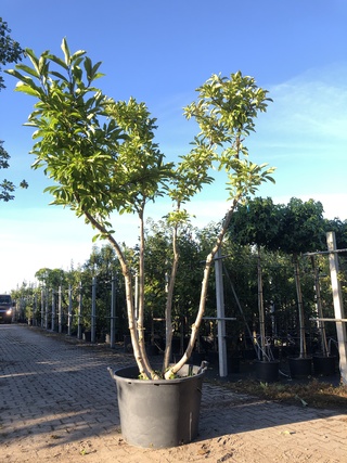 Magnolia Magnolia ‘Betty’, Meerstammig, Roze bloei, ca. 3 m hoog