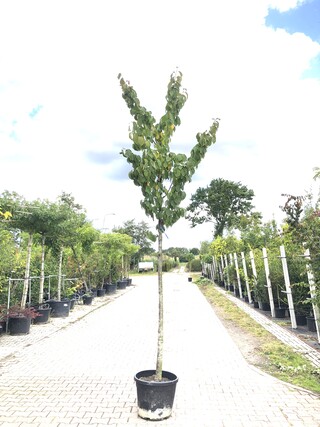 Sierkers Prunus ‘Rancho’, Bloesemboom, Roze bloei, ca. 4 m hoog