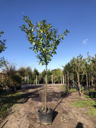 2x Laurierkers Prunus ‘Novita’, Leigeschikt, Wintergroen, ca. 4 m hoog