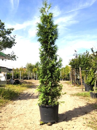 3x Conifeer Thuja ‘Brabant’, Haagplant, Wintergroen, ca. 250-300 cm ho