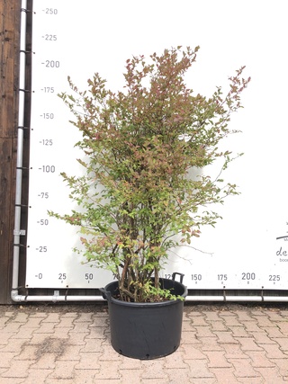 5x Blauwe bes Vaccinium ‘Bluecrop’, Fruitstruik, Vruchtdragend, ca. 20