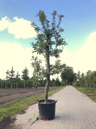 3x Appelboom Malus ‘Elstar’, Fruitgaardboom, Vruchtdragend, ca. 200 cm