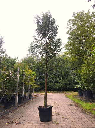 20x Portugese laurier Prunus ‘Angustifolia’, Leigeschikt, Wintergroen,