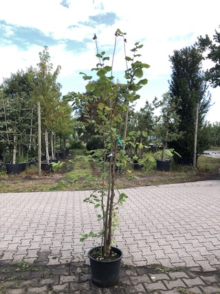 4x Hazelaar Corylus avellana, Sierheester, ca. 200 cm hoog